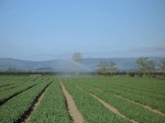 [Irrigator 3.JPG]